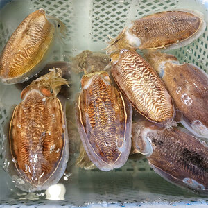 남도미향 공식몰,고흥 나로도 자연산 생물 갑오징어 2kg (대사이즈) 6-8미